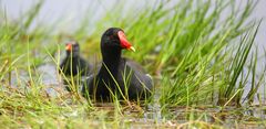 Moorhen