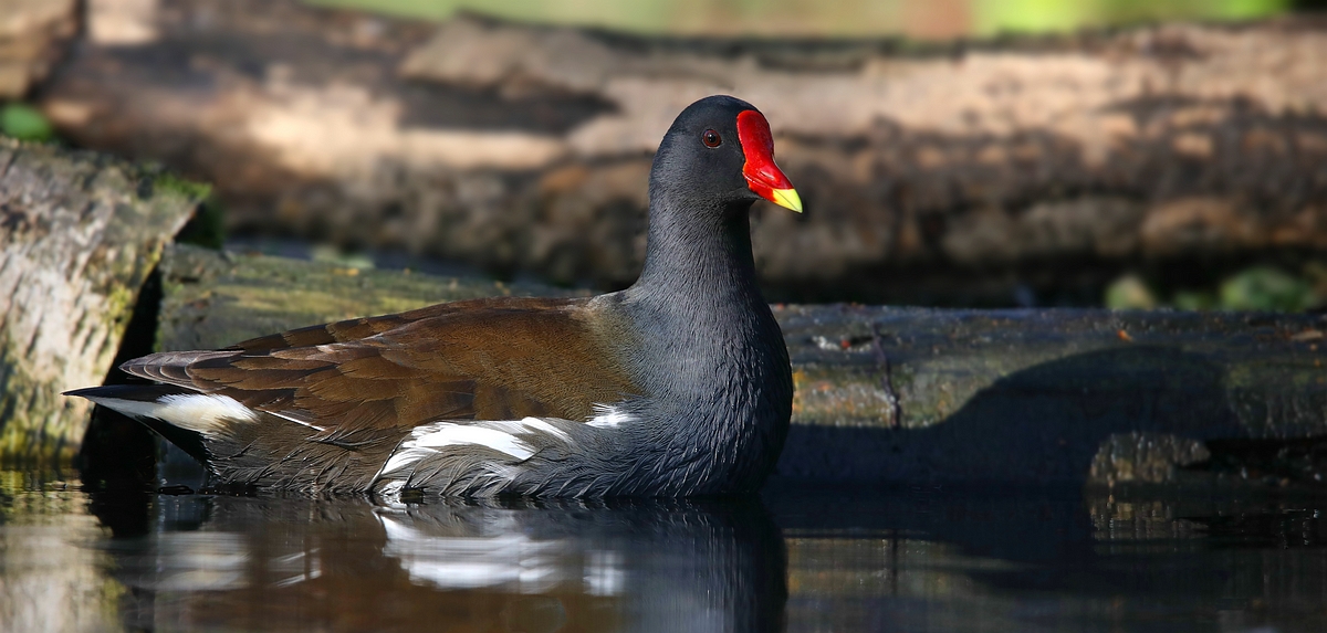 Moorhen 