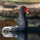 Moorhen 