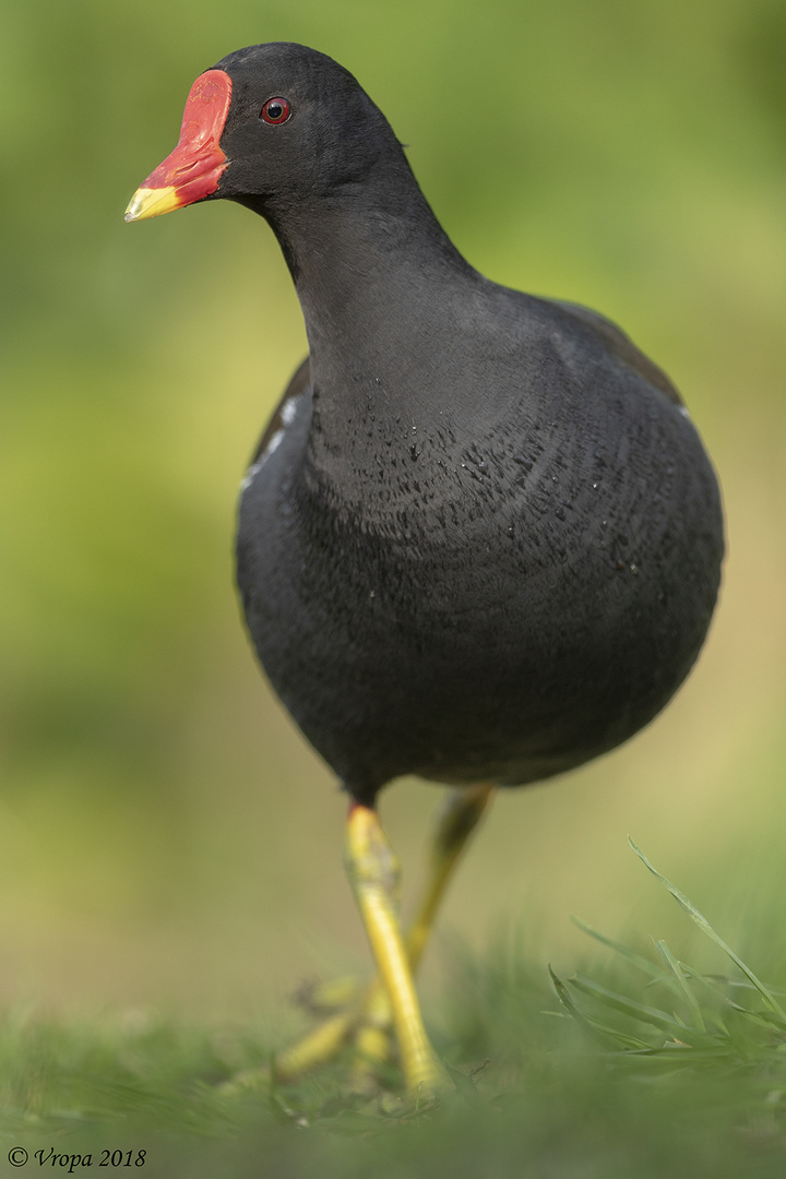 Moorhen.