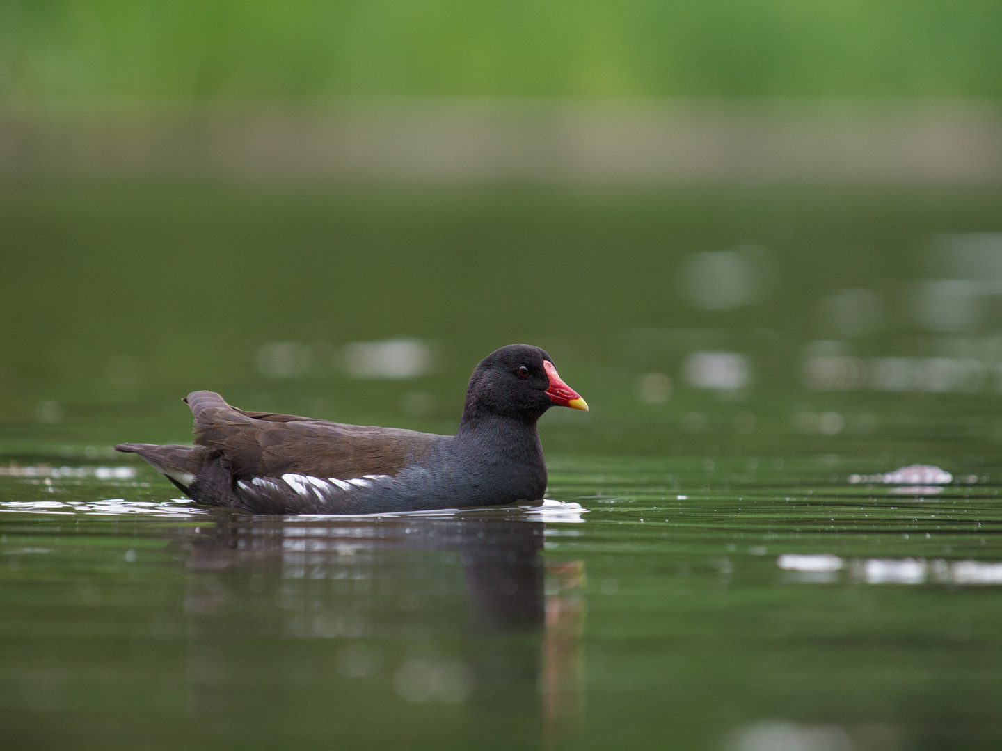 Moorhen