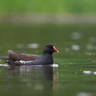 Moorhen