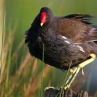 Moorhen