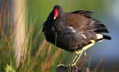 Moorhen