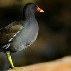 Moorhen