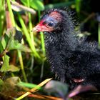 Moorhen chick