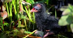 Moorhen chick