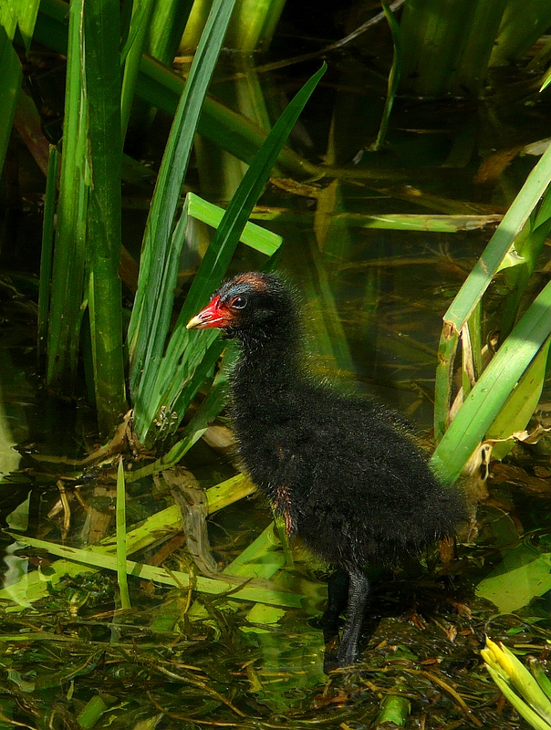 Moorhen chick