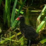 Moorhen chick