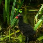 Moorhen chick