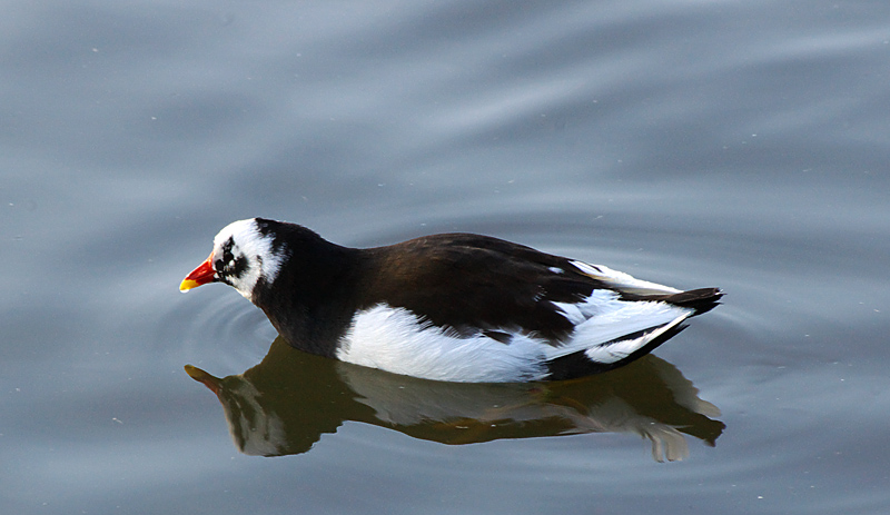 Moorhen