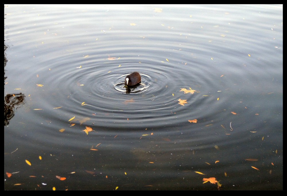 moorhen is the epicentre