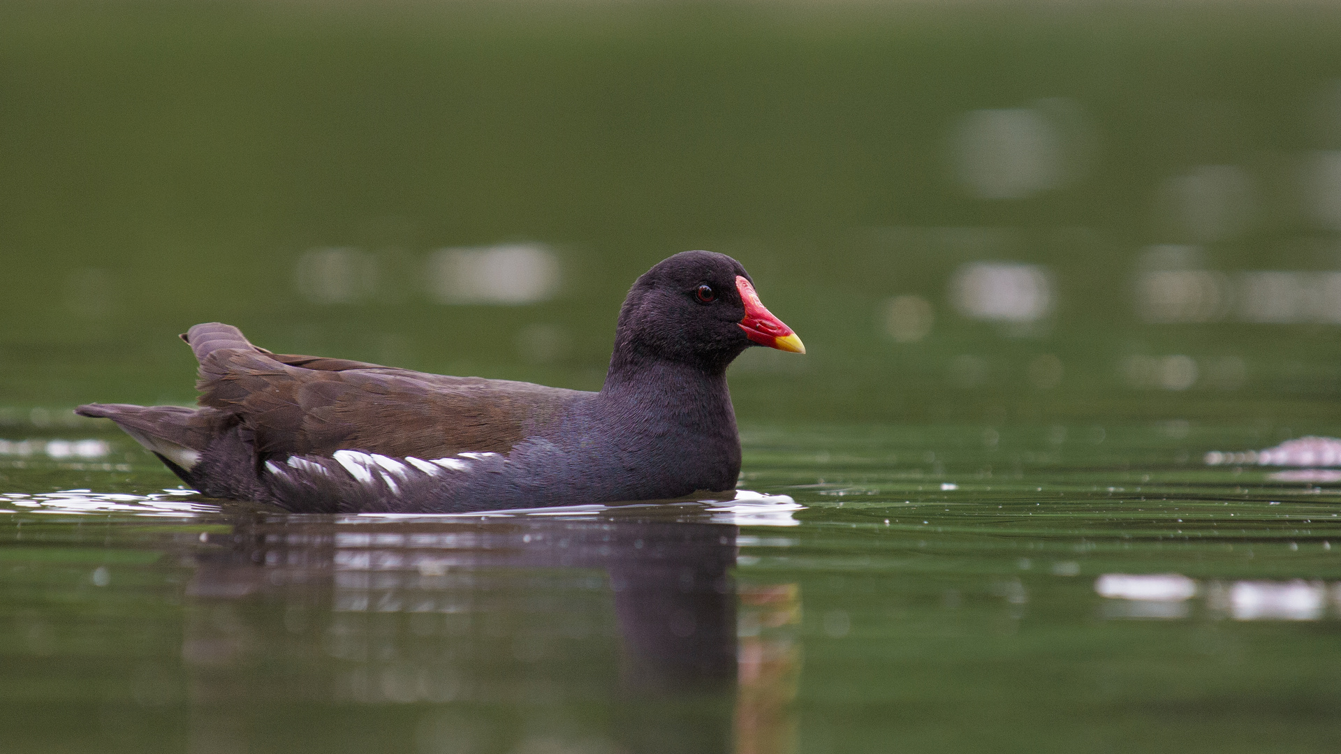 Moorhen v2