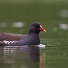 Moorhen v2