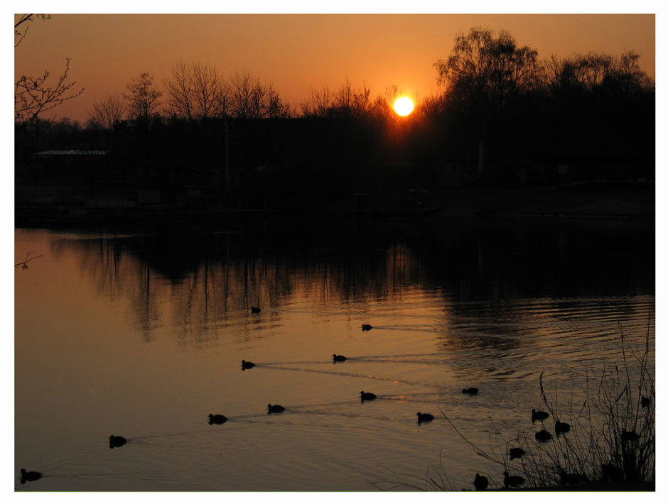 Moorhens