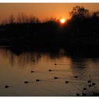 Moorhens