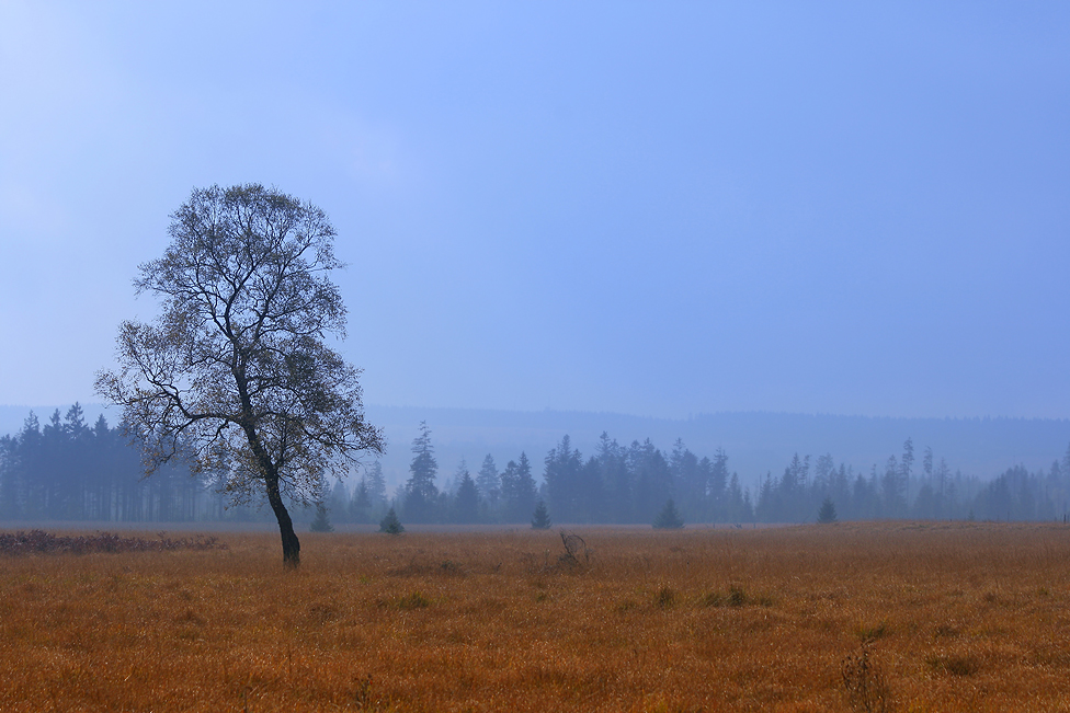 ~ Moorherbst ~