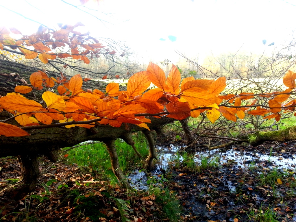 Moorherbst