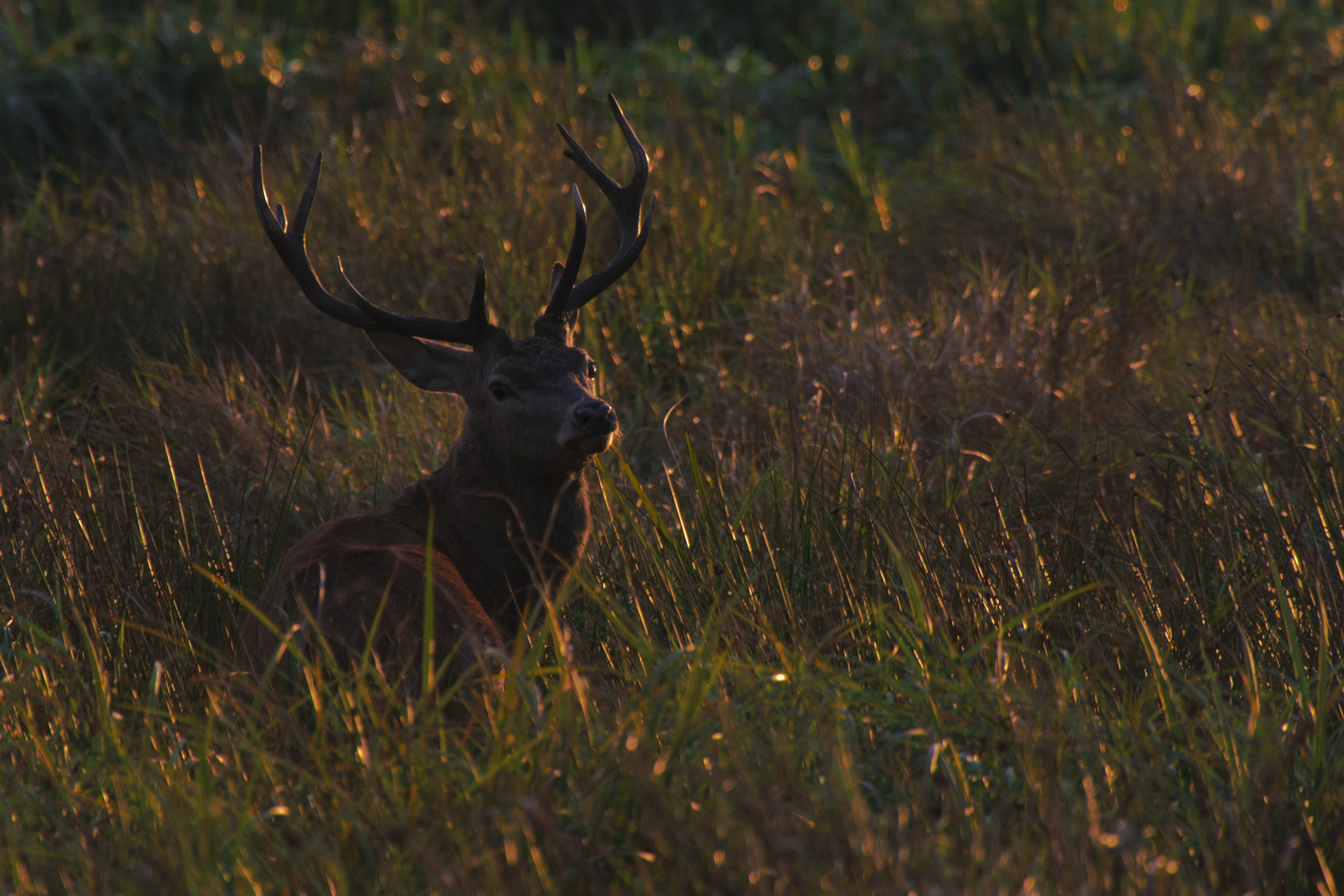 Moorhirsch im Abendlicht