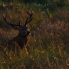 Moorhirsch im Abendlicht