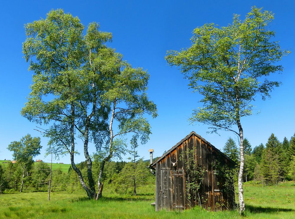 Moorhütte