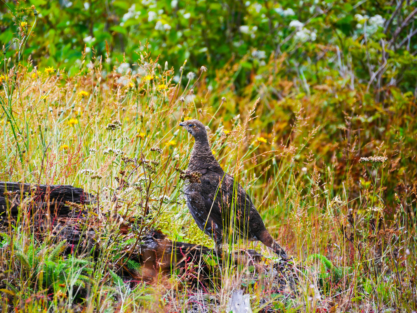 Moorhuhn am Mt. St. Helens