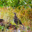 Moorhuhn am Mt. St. Helens