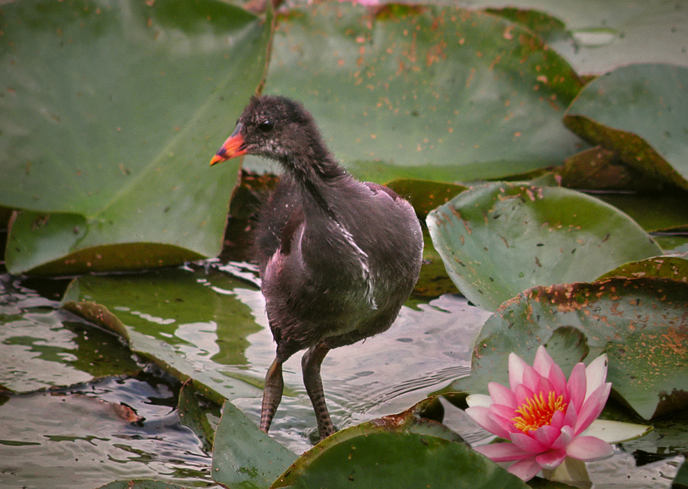 Moorhuhn