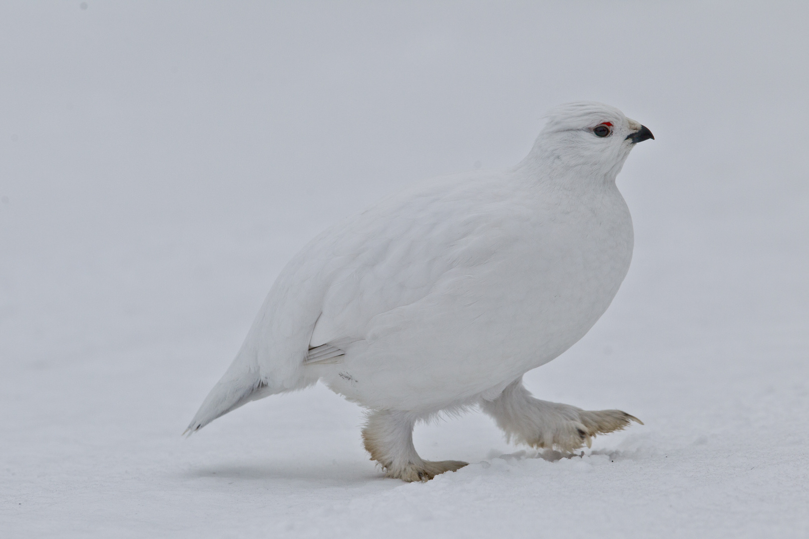 Moorhuhn: Schneeschuhe sind absolutes Muss !