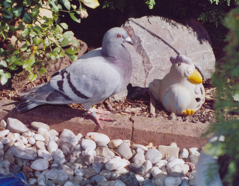 Moorhuhn und Taube