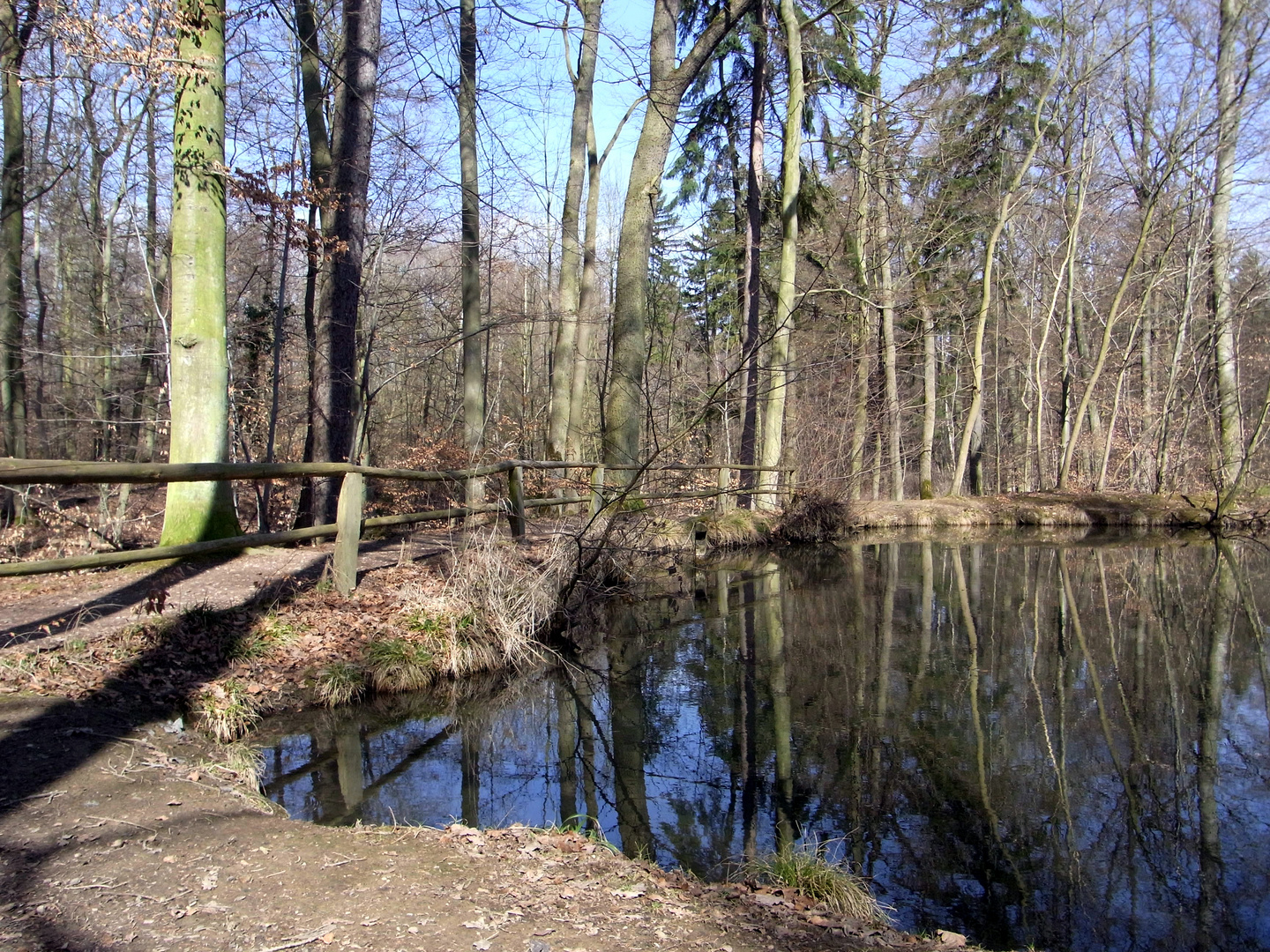 Mooriger Teich am Wanderweg