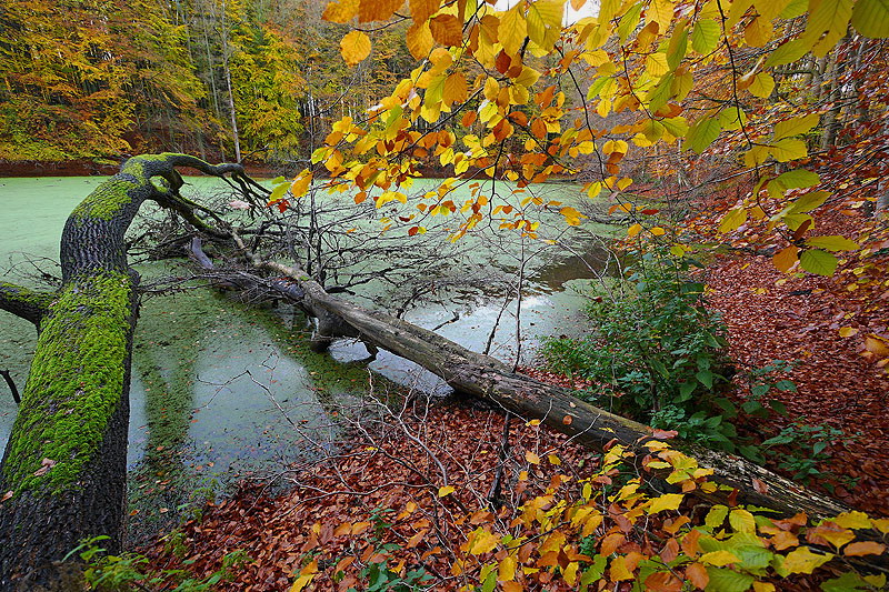 Mooriges Idyll im N.P. Jasmund auf Rügen