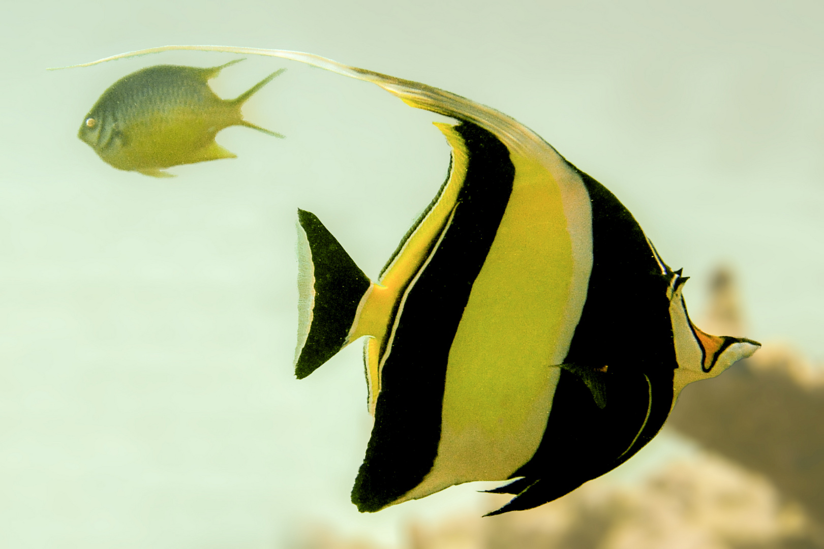 Moorish Idols