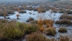Moorland