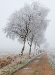 Moorland im Winternebel