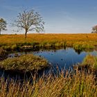 Moorlandschaft