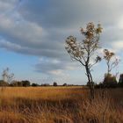 Moorlandschaft