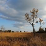 Moorlandschaft