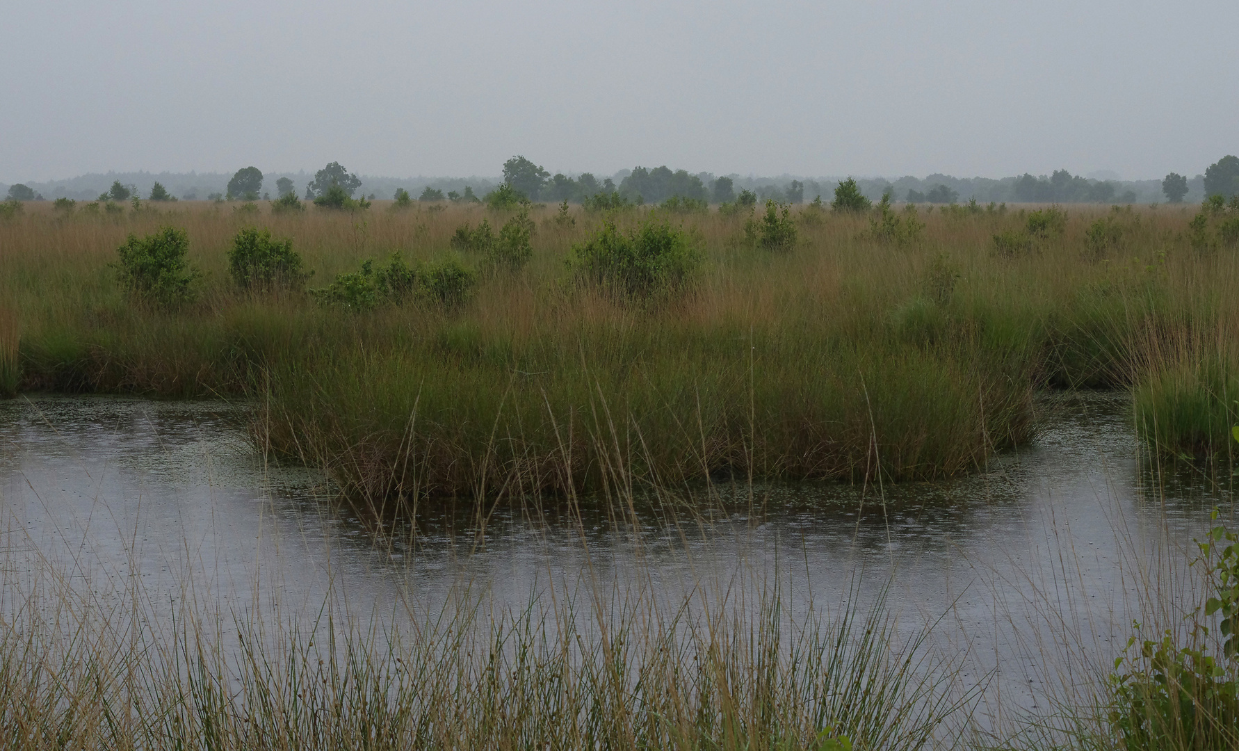 Moorlandschaft