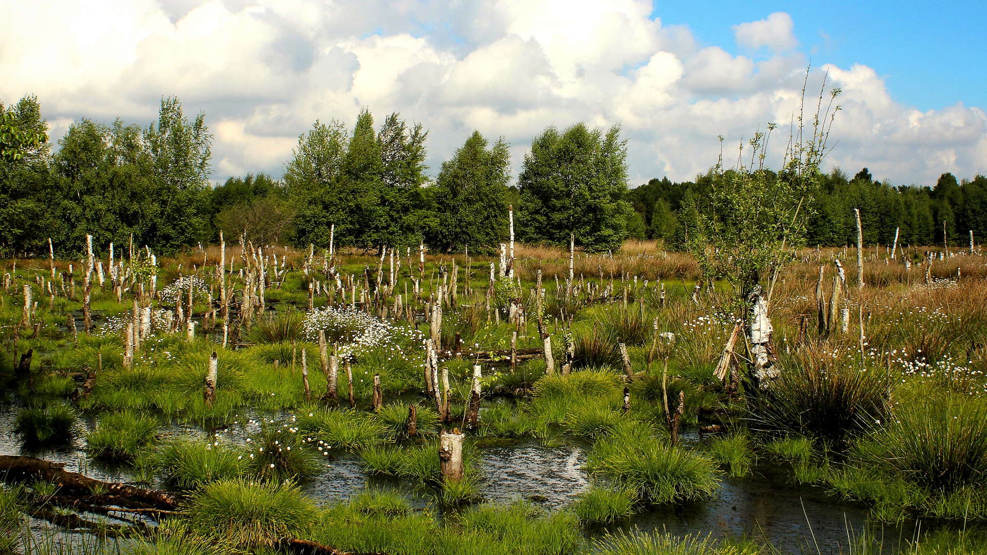 Moorlandschaft (2)