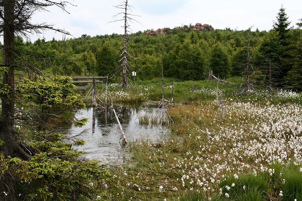 Moorlandschaft #2