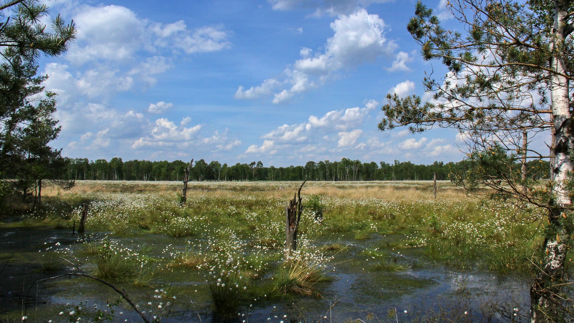 Moorlandschaft