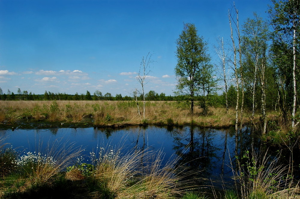 Moorlandschaft