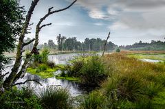 Moorlandschaft