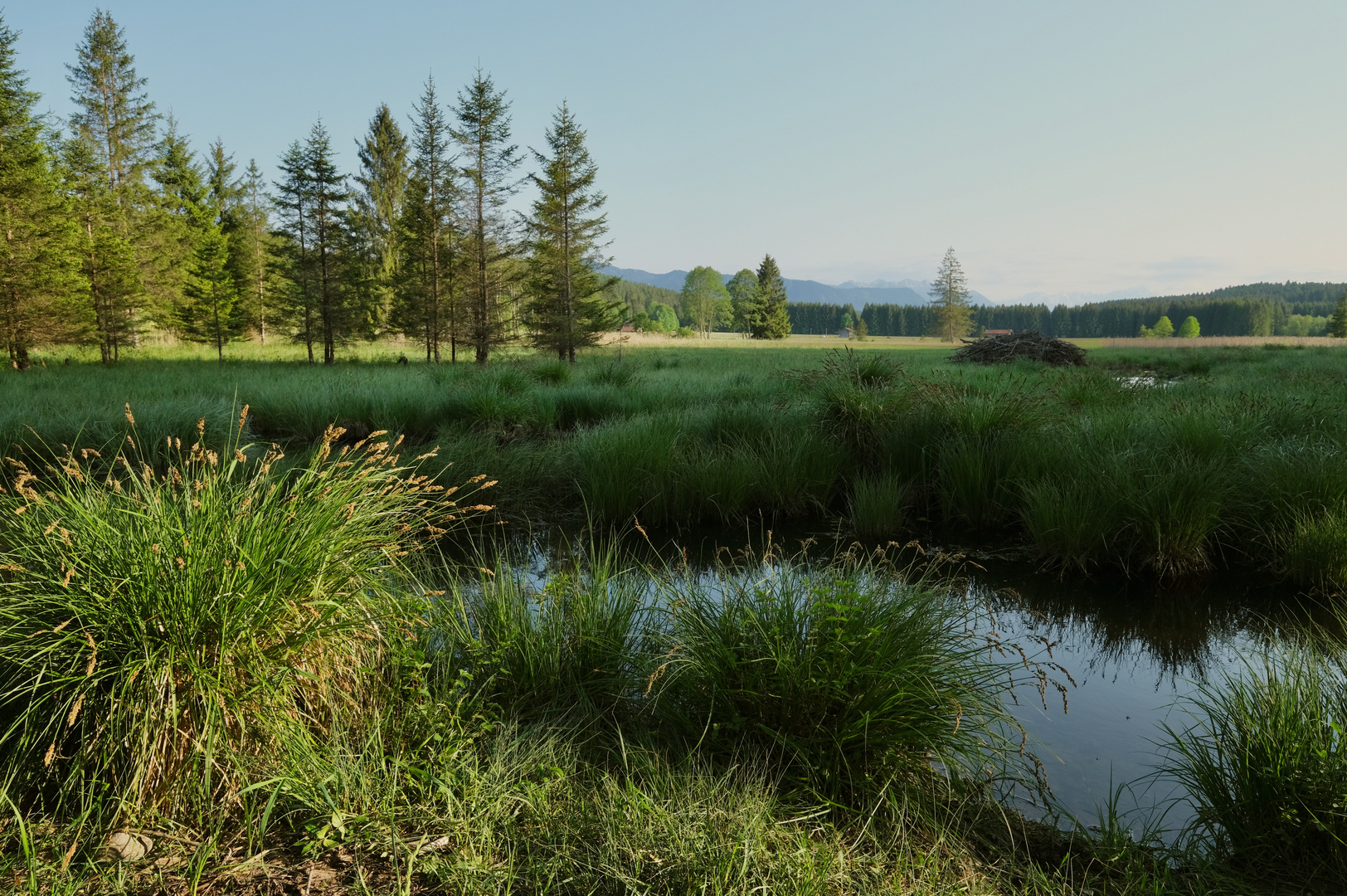 Moorlandschaft