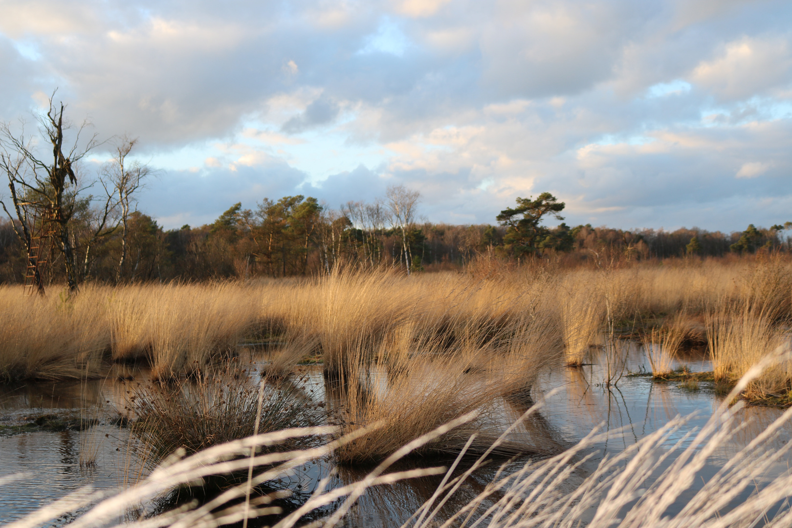 Moorlandschaft