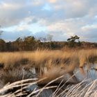 Moorlandschaft