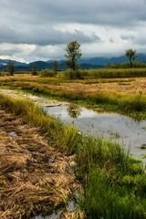 Moorlandschaft