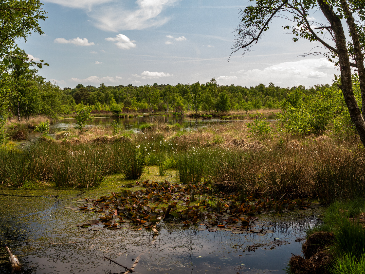 Moorlandschaft