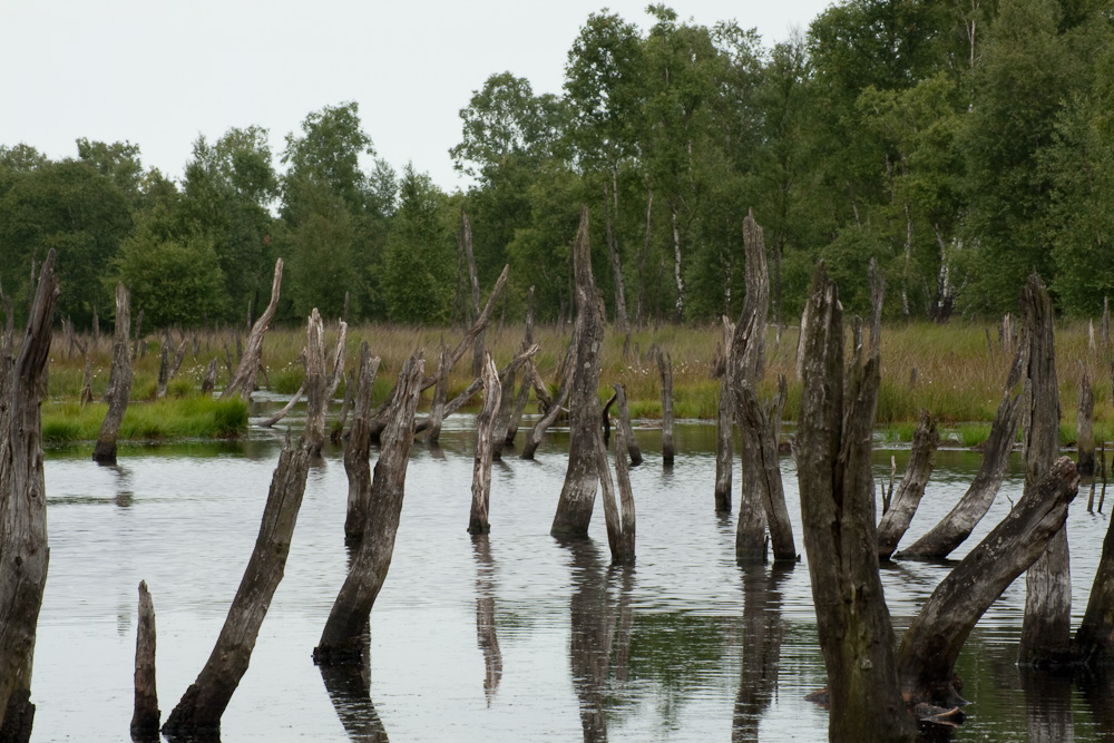 Moorlandschaft